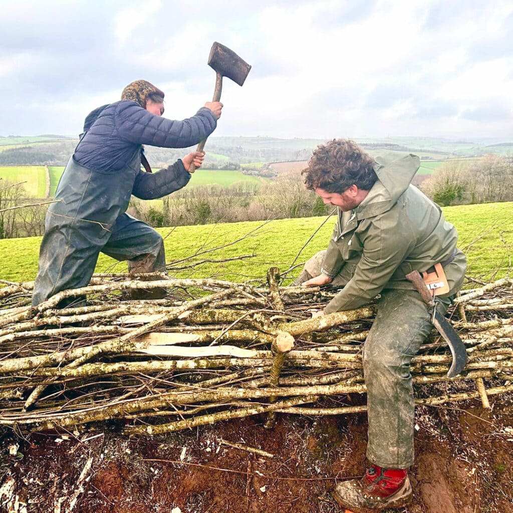 Tim Wills, Cornish Hedger