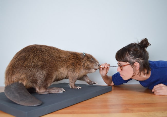 Jazmine working on beaver nose, Beaver Royal Albert Memorial Museum