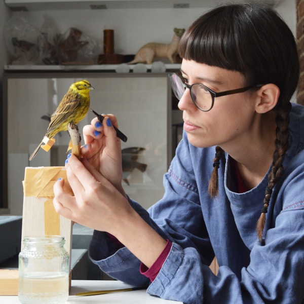 Jazmine working on a yellow small bird.