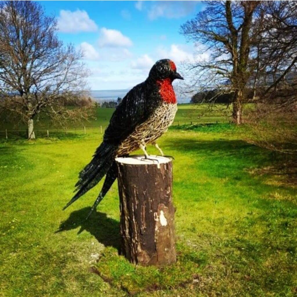 Swallow Penrhyn Castle National Trust