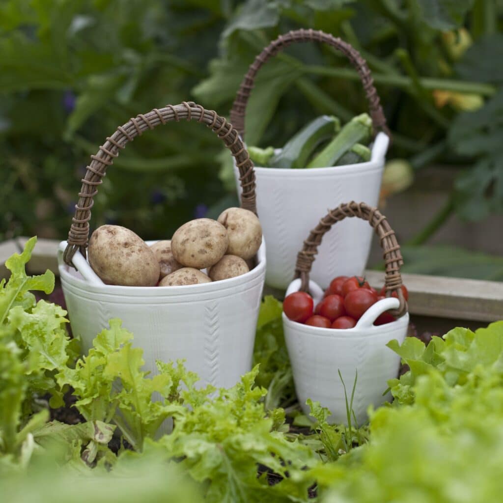 vegetable buckets with akebia vine handles