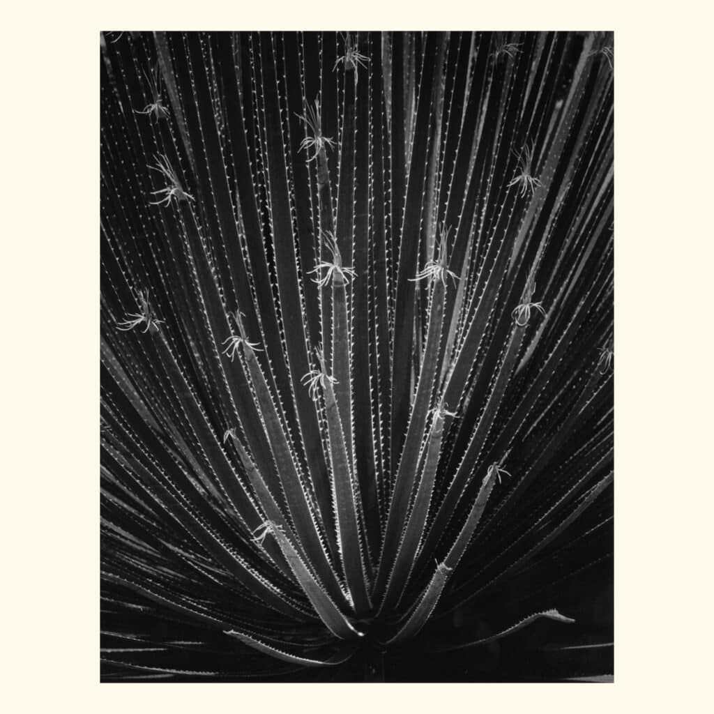 Star Plant. Silver Gelatin Photograph