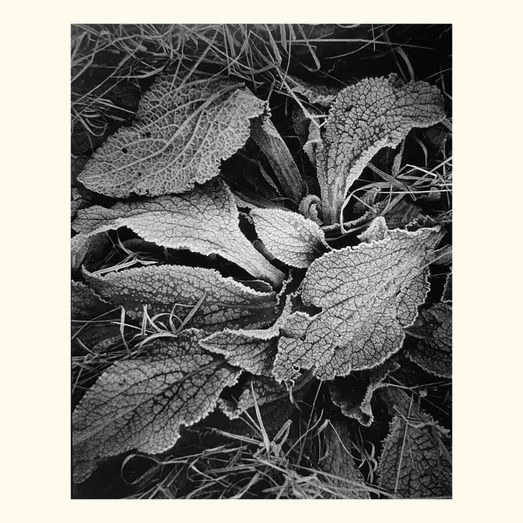 Frosted Leaves. Silver Gelatin Photograph