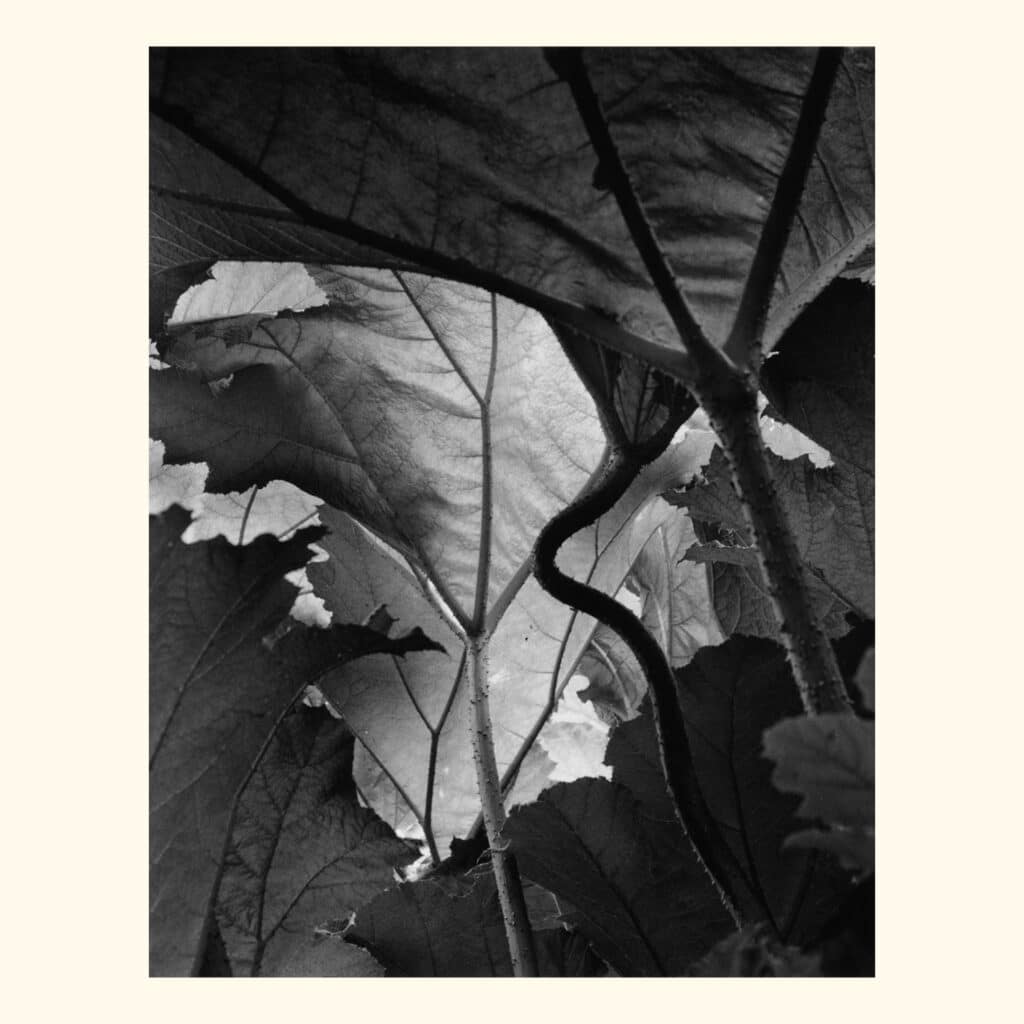 Rhubarb Plantation. Silver Gelatin Print
