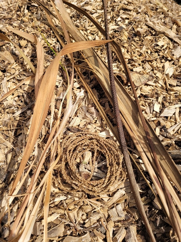 Cordage made from cordyline plant fibres
