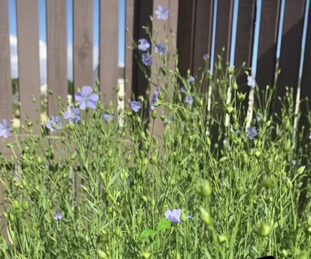 Flax in bloom