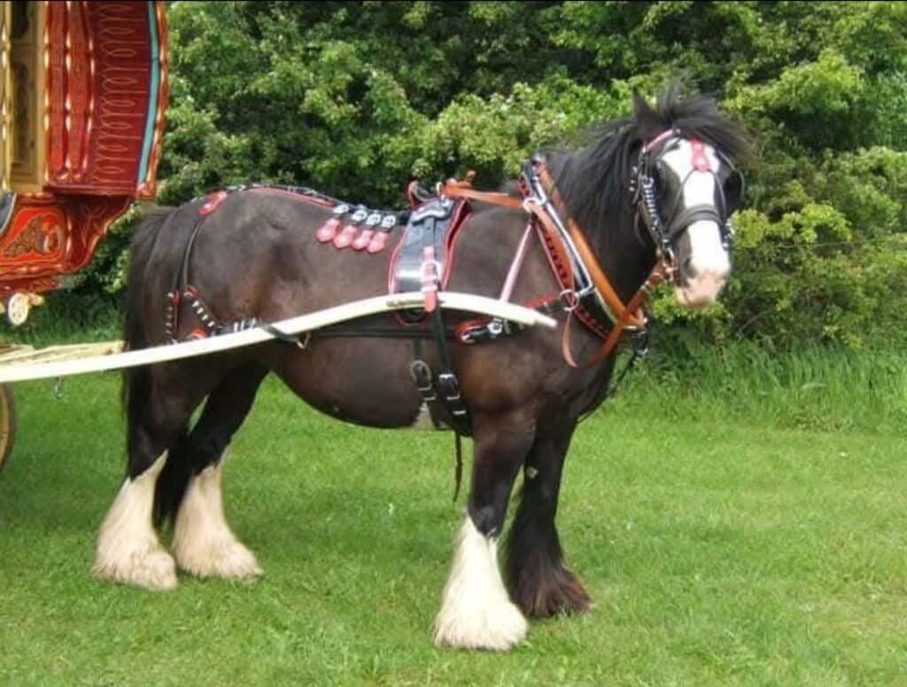 Set of trade harness